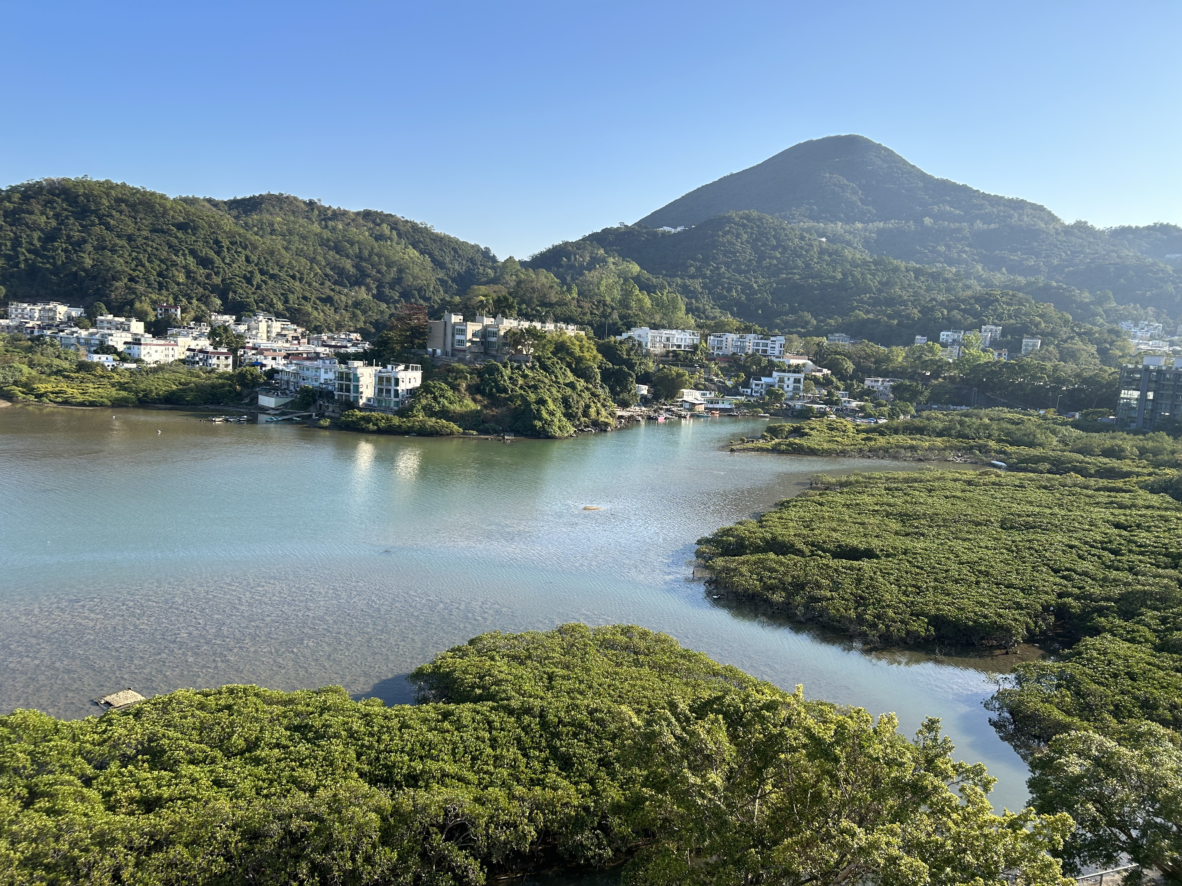 天然紅樹林