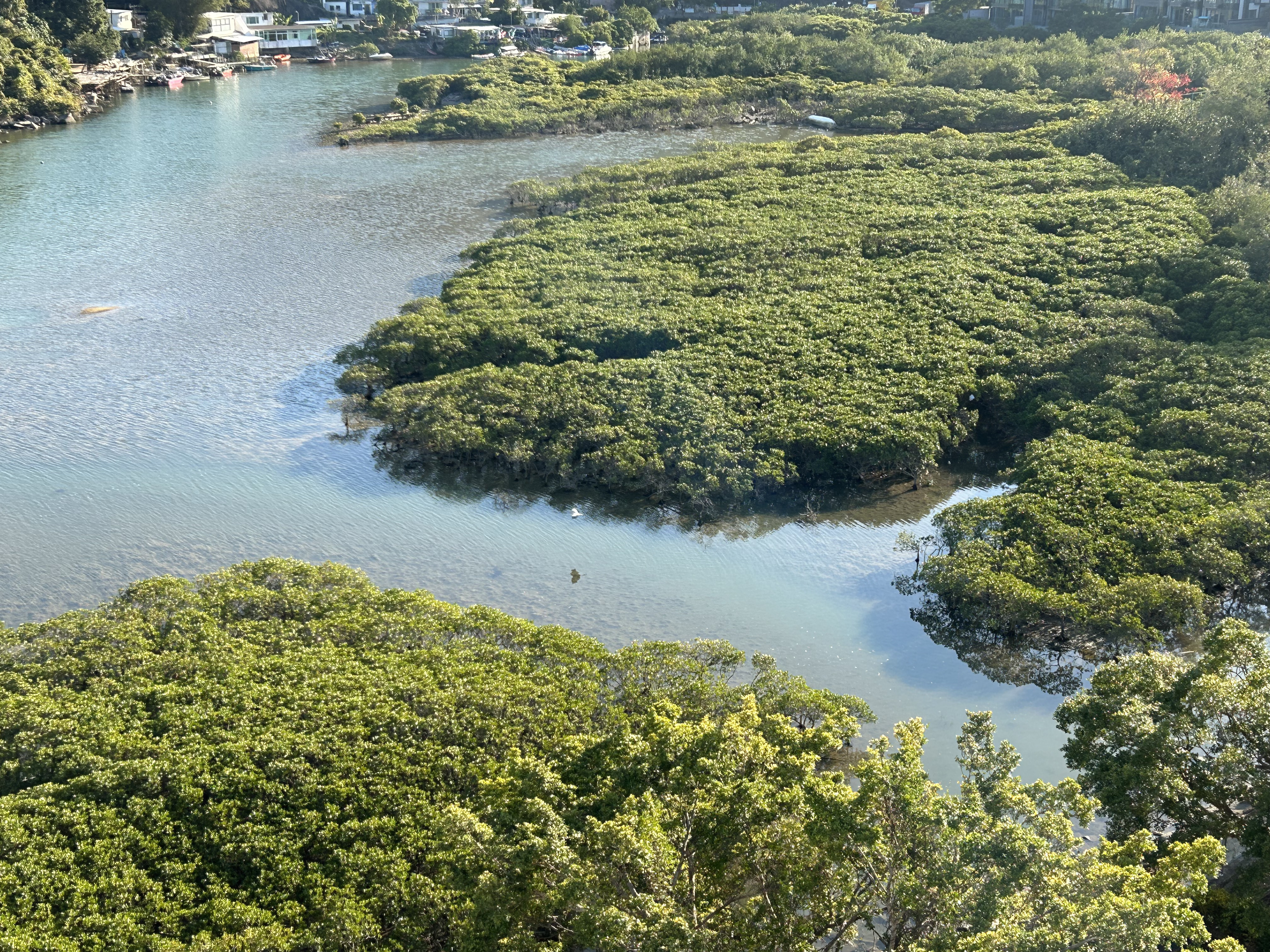 Natural Mangrove field